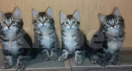 Кошки в Томске: Котята Курильского бобтейла  Мальчик, Бесплатно - фото 1