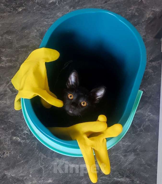 Кошки в Санкт-Петербурге: Бомбейские котята Девочка, 45 000 руб. - фото 1