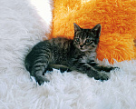 Кошки в Санкт-Петербурге: Ручной котенок 1,5мес Девочка, 200 руб. - фото 8