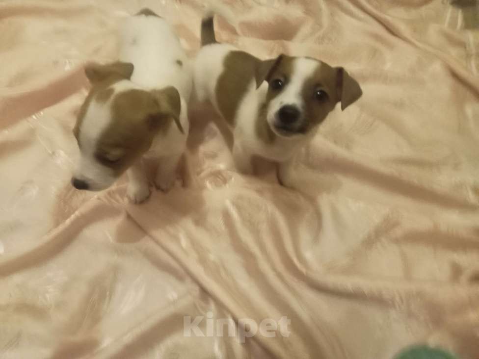 Собаки в Сочи: Продаю Джек Рассела девочки!мальчик остался один! Нету двух месяцев! Папа мама чистокровные !  Девочка, 13 500 руб. - фото 4