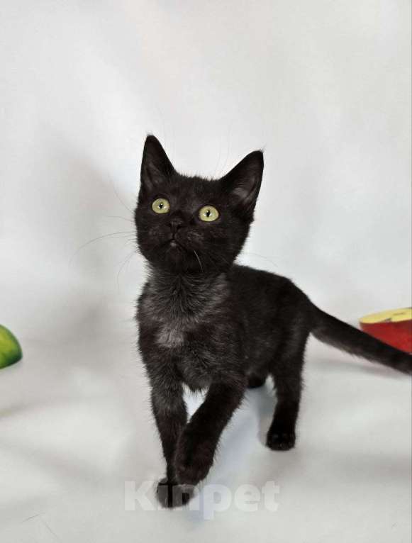 Кошки в Москве: Маленький бандит окраса черный дым ищет семью Мальчик, Бесплатно - фото 6