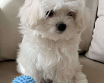 Собаки в Москве: Щенки мальтийской болонки Мальчик, 38 000 руб. - фото 4