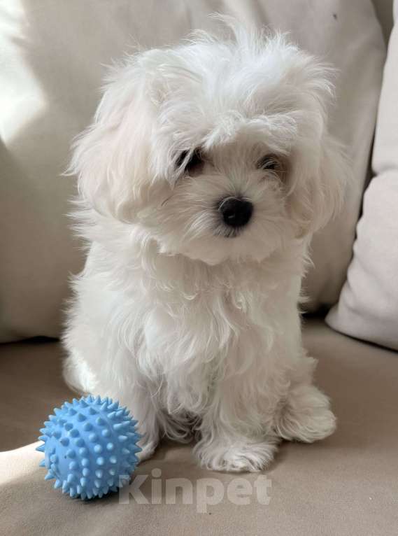 Собаки в Москве: Щенки мальтийской болонки Мальчик, 38 000 руб. - фото 4