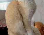 Кошки в Москве: Quiana SFS 71 by 12 Девочка, 60 000 руб. - фото 3