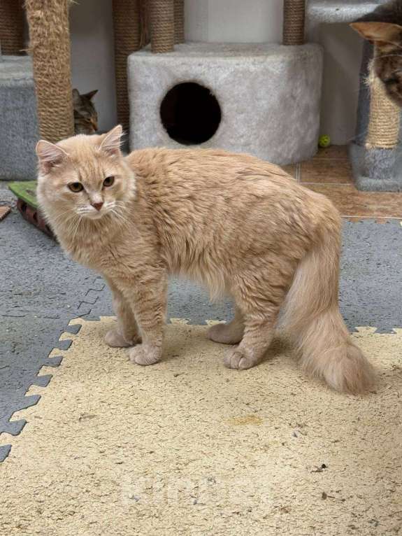 Кошки в Москве: Котёнок Митрофан в добрые руки Мальчик, Бесплатно - фото 2