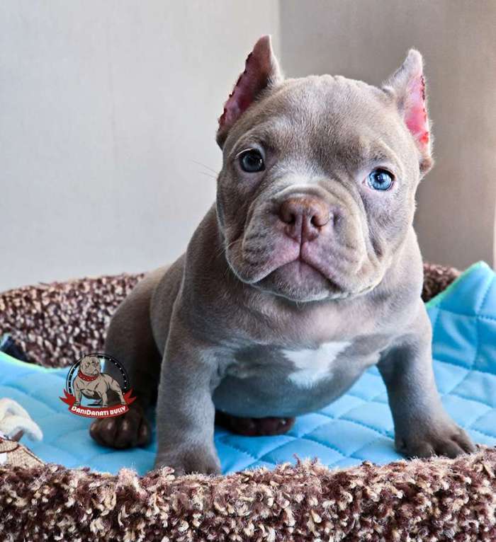 Собаки в Москве: Американский булли девочка Микро/Нано Девочка, 130 000 руб. - фото 1