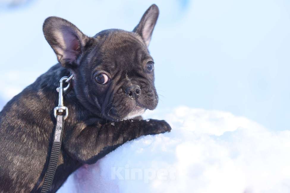 Собаки в Москве: Тигровая француженка Девочка, 40 000 руб. - фото 10