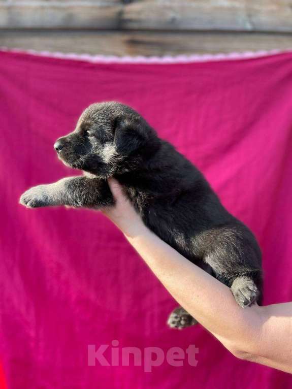 Собаки в других городах Ленинградской области: сука ВЕО от Гордость Питера Церри Бой х Гроза Девочка, 40 000 руб. - фото 8