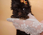 Собаки в Москве: Шоколадный Йорк мальчик Мальчик, Бесплатно - фото 1