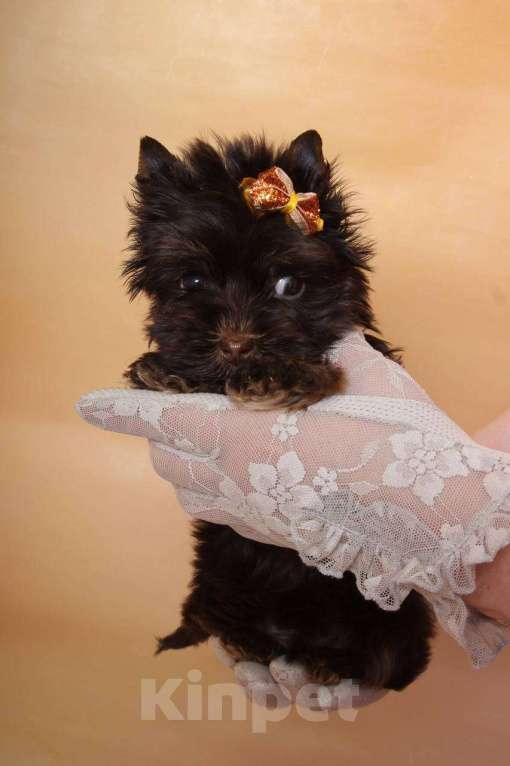 Собаки в Москве: Шоколадный Йорк мальчик Мальчик, Бесплатно - фото 1