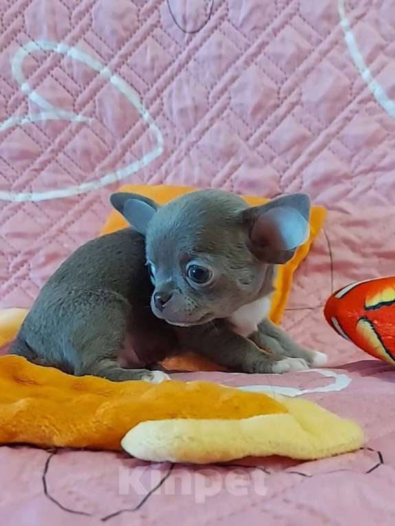 Собаки в Новосибирске: Девочка Чихуахуа Девочка, Бесплатно - фото 3