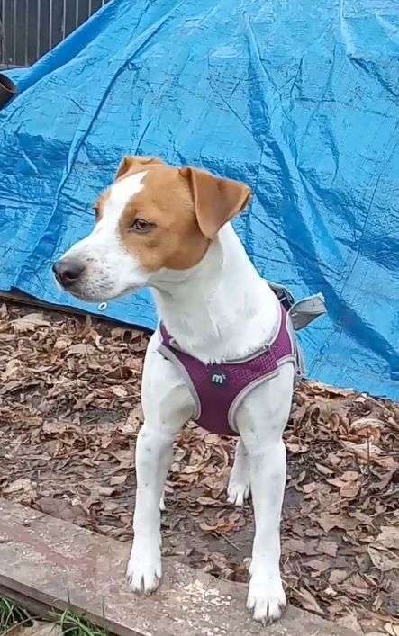 Собаки в других городах Воронежской области: Джек Рассел терьер с документами Мальчик, 10 000 руб. - фото 1