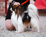 Собаки в Москве: Щенок континентального той спаниеля папийона трехцветный Мальчик, 55 000 руб. - фото 1