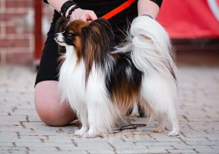 Собаки в Москве: Щенок континентального той спаниеля папийона трехцветный Мальчик, 55 000 руб. - фото 1