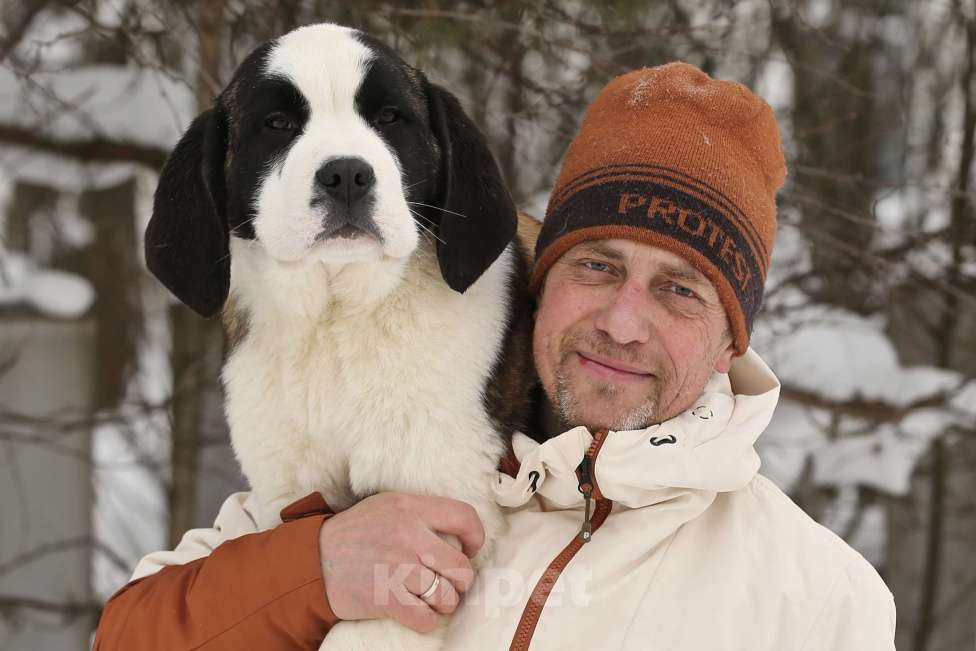 Собаки в Костроме: Щенки сенбернара, великан, друг, силач, сторож Разнополые, Бесплатно - фото 3