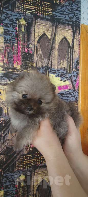 Собаки в Калтане: Померанский шпиц мини. Две чудесные девочки рыжий моболь и крем соболь окрасы Девочка, 35 000 руб. - фото 5
