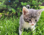 Кошки в Туле: Котята в добрые руки. Мальчик, Бесплатно - фото 1
