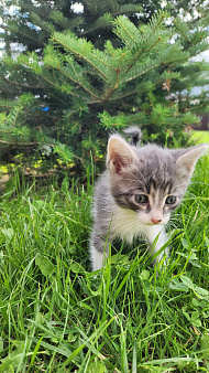 Котята в добрые руки.