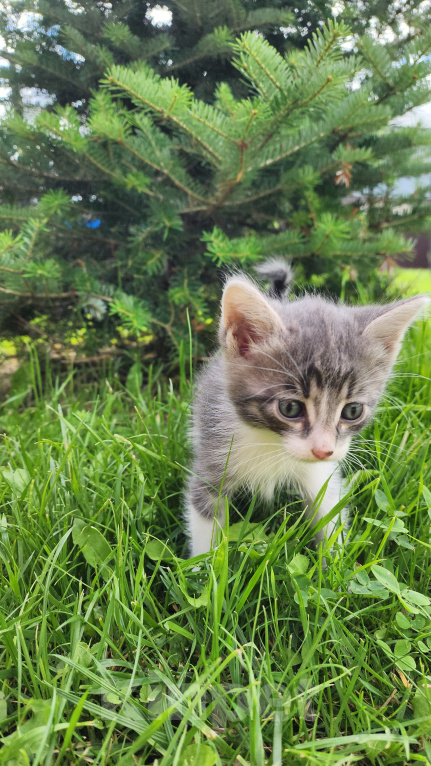 Кошки в Туле: Котята в добрые руки. Мальчик, Бесплатно - фото 1