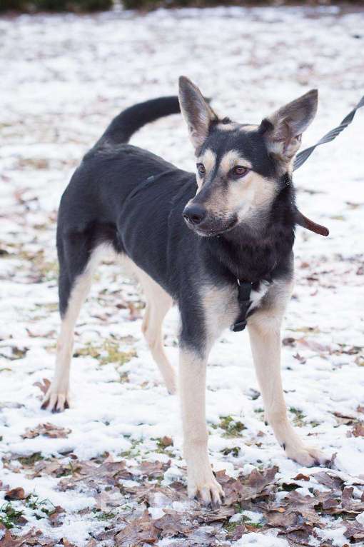 Собаки в Москве: Агата - маленькая квартирная собака, брошенная хозяевами в метро  Девочка, Бесплатно - фото 5