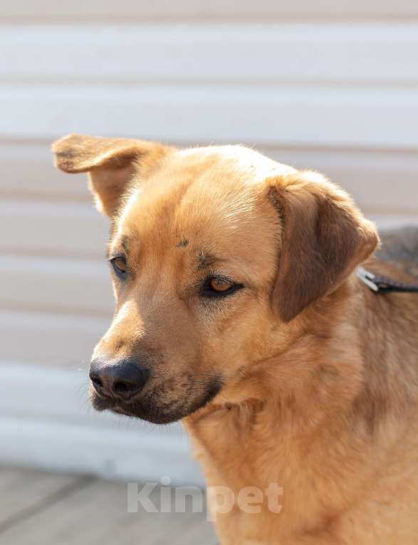 Собаки в Москве: Пес Гризли еще не дождался Своих Мальчик, Бесплатно - фото 4
