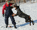 Собаки в Зеленодольске: Вязка Добермана с документами РКФ, 40 000 руб. - фото 1