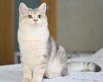 Кошки в Орлове: Голубое золото котик, 45 000 руб. - фото 1