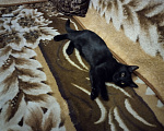 Кошки в Щелково: Отдам котёнка в добрые руки. Чёрный. 4 месяца. Мальчик, 100 руб. - фото 1