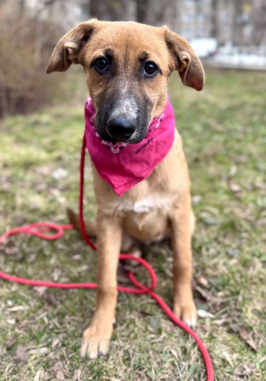 Собаки в Москве: Щенок Минди ищет дом Девочка, Бесплатно - фото 3