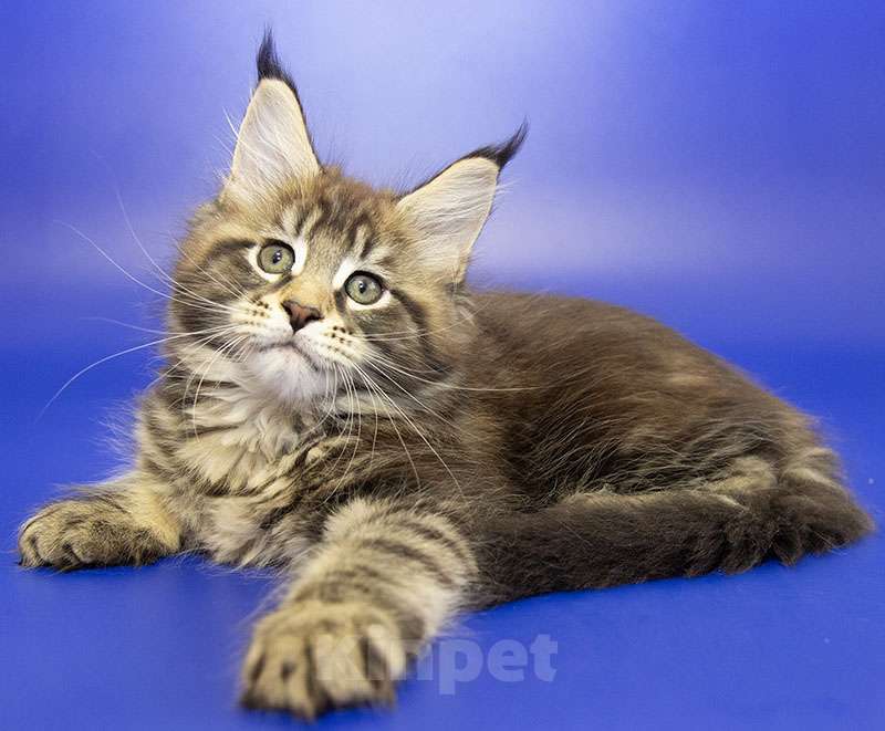 Кошки в Москве: Котенок Мейн Кун Девочка, 40 000 руб. - фото 1