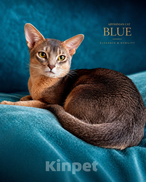 Кошки в Барнауле: Абиссинский кот, вязка Мальчик, Бесплатно - фото 1