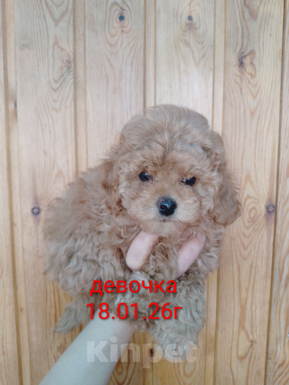 Собаки в Новосибирске: Щенки пуделя Разнополые, 30 000 руб. - фото 3