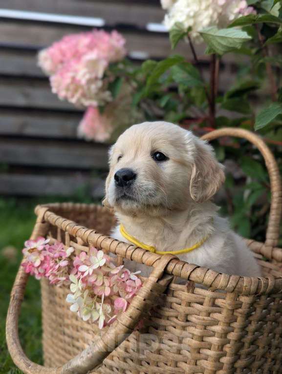 Собаки в Ижевске: Праймис Анима Вичи Девочка, 65 000 руб. - фото 5