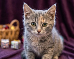 Кошки в Москве: Котеночек Шурочка ищет дом. Девочка, Бесплатно - фото 5