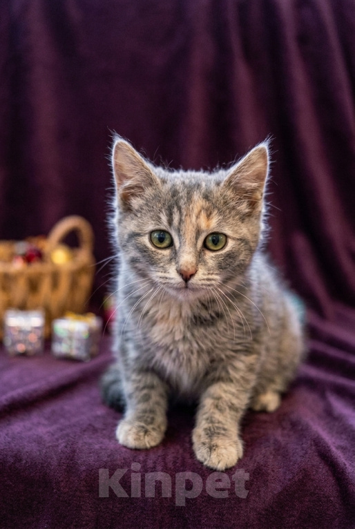 Кошки в Москве: Котеночек Шурочка ищет дом. Девочка, Бесплатно - фото 5