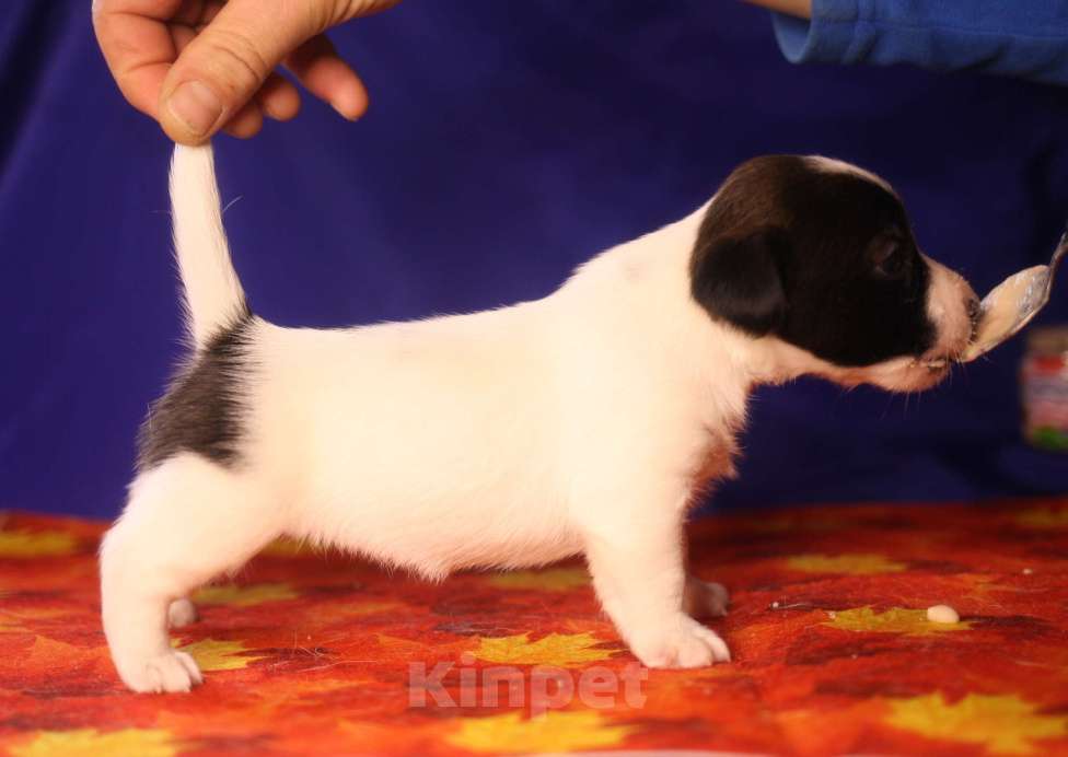 Собаки в Всеволожске: Щенок дрт девочка гладкая бело черная Девочка, 50 000 руб. - фото 3