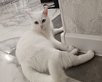 Кошки в Москве: Кошечка в добрые руки Девочка, Бесплатно - фото 2