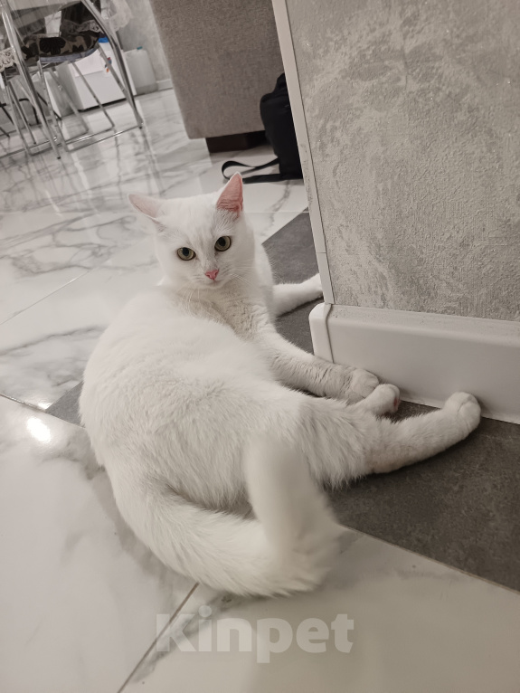 Кошки в Москве: Кошечка в добрые руки Девочка, Бесплатно - фото 2