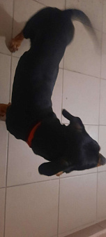 Объявление: Найдена собака, чёрная такса, Бесплатно, Севастополь