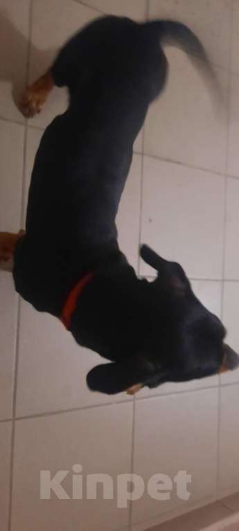 Собаки в Севастополе: Найдена собака, чёрная такса Мальчик, Бесплатно - фото 1