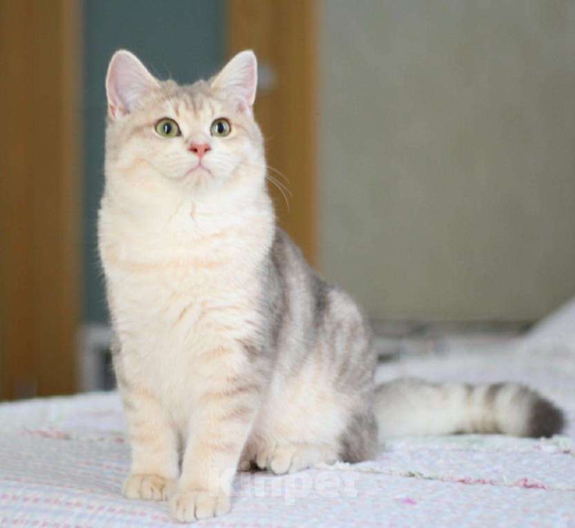 Кошки в Орлове: Голубое золото котик, 45 000 руб. - фото 1
