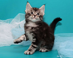 Кошки в Казани: Котята мейн-кун из питомника  Мальчик, 30 000 руб. - фото 3