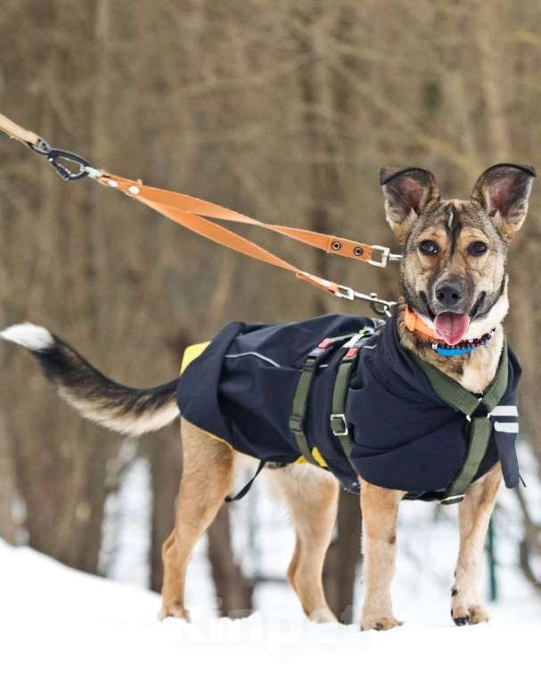 Собаки в Москве: Машутка ищет дом Девочка, Бесплатно - фото 7
