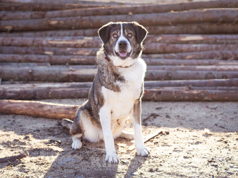 Собаки в Москве: Собака прошедшая СВО и избежавшая усыпления в поисках самого лучшего дома! Девочка, Бесплатно - фото 5