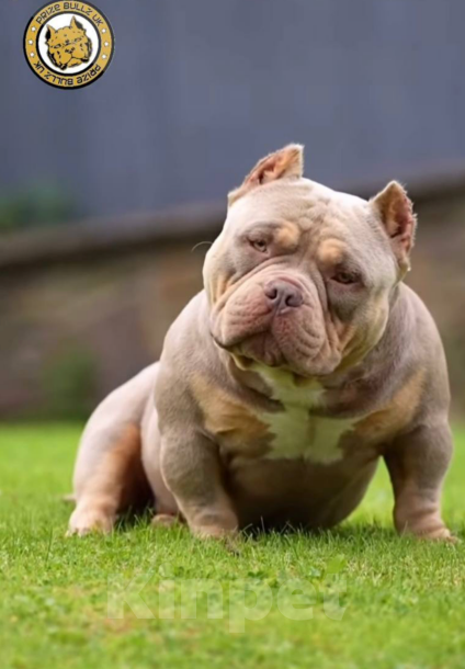 Собаки в Мытищах: Девочка мини Девочка, 140 000 руб. - фото 5