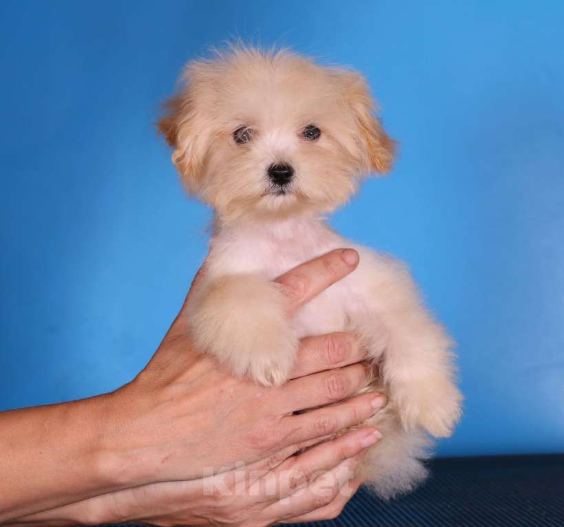 Собаки в Москве: мальтипу Ф1 щенки Девочка, 130 000 руб. - фото 6