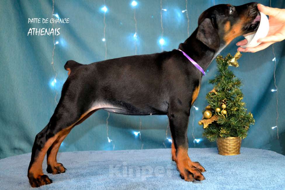 Собаки в Санкт-Петербурге: Щенок добермана Атенаис Девочка, 80 000 руб. - фото 4