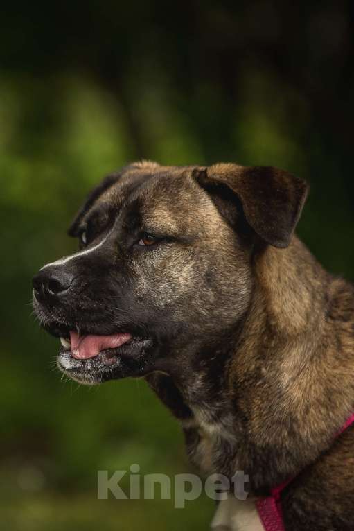 Собаки в Москве: Тина - энергия и мощь с нежной душой ❤️ Девочка, Бесплатно - фото 5