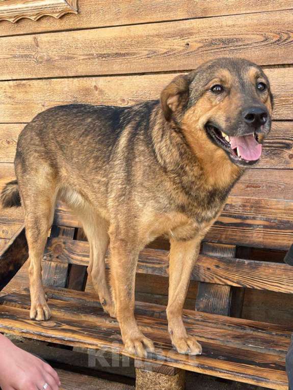 Собаки в Владимире: Девочка в добрые руки Девочка, Бесплатно - фото 2