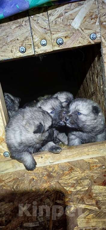 Собаки в Пыти-Яхе: Продажа Мальчик, 25 000 руб. - фото 1